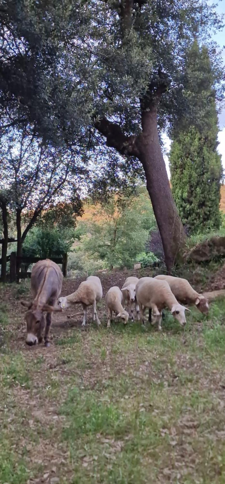 הוילה Adri El Raco Dels Mussols 2 מראה חיצוני תמונה
